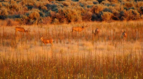 Mule Deer at Sunset Vídeos de archivo 32448223