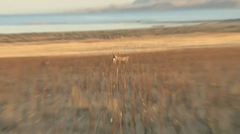 Mule Deer in the tall Grass Stock Footage 30645329