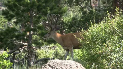 Mule Deer in Velvet Vídeos de archivo 20535234