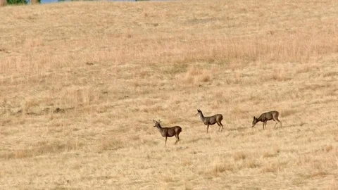Mule deer walking across field Western Ranch Oregon 5 Video stock 82019199