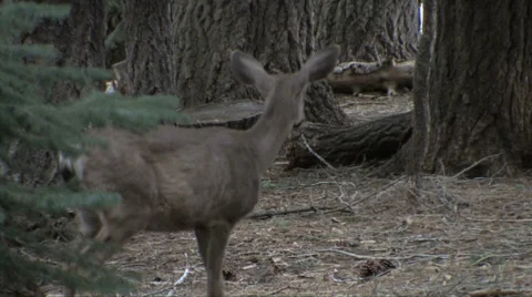 Mule deer walking by each other at Yosemite National Park Stock-Footage 37585997