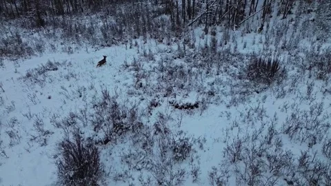 Mule deer walking through winter meadow Vidéo 325364588