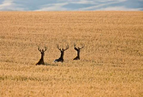 Mule Deer in Wheat Field Stock Photos