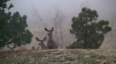 Mule deer in the wild 1 Stock Footage 10873880