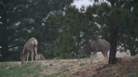 Mule deer in the wild 2 Video stock 10873988