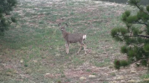Mule deer in the wild 3 Stock Footage 10874689