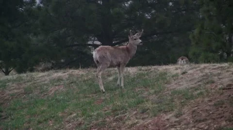Mule deer in the wild 5 Video stock 10875301