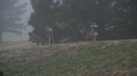 Mule deer in the wild 6 Stock Footage 10875681