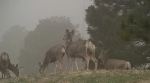 Mule deer in the wild 7 Stock Footage 10875808