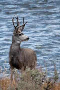 Mule Deer in the Wild Stock Photos