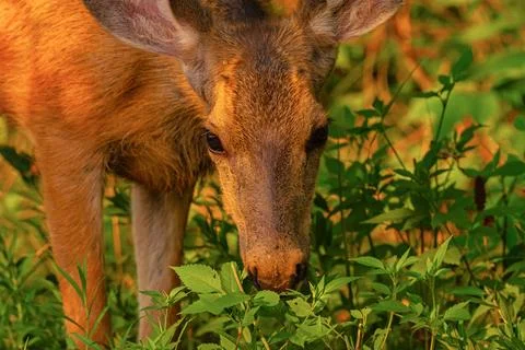 Mule Deer yearling closeup Stock Photos