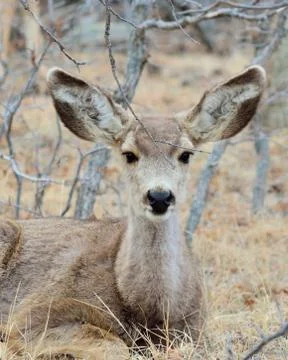 Mule deer yearling Foto stock
