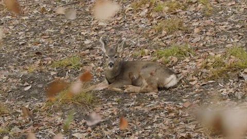 Mule deer yearling in wind blown autumn leaves, slomo 4k Stock Footage 171304285