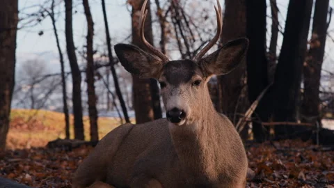 Mule deer young bick chewing cud, 4k Video stock 296135835