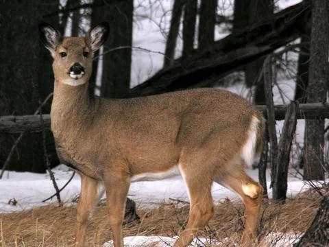 Mule deer1 Foto stock