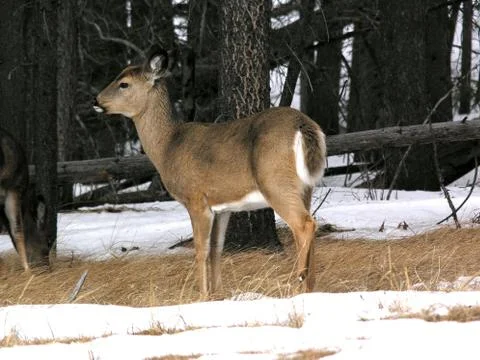 Mule deer2 Stock Photos