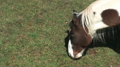 Mule eating grass Stock Footage 94078628