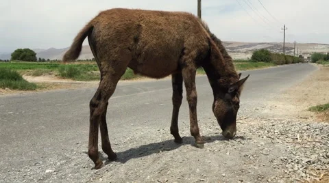 Mule Eating on Road Video stock 47859974