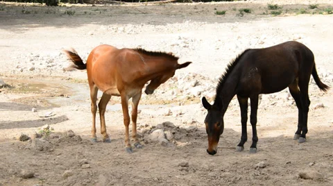 Mule on farm. Stock Footage 34531081