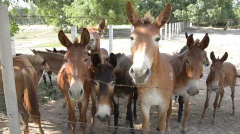 Mule Stock Footage 29279303