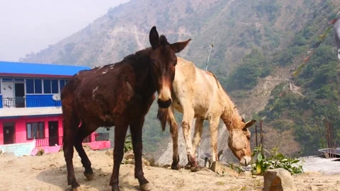 Mule Stock Footage 170754435