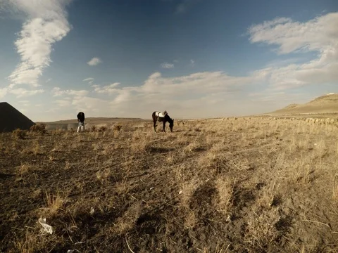 The mule grazes in the dry grass the shepherd disassembles his bags far volcano Stock Footage 77879872