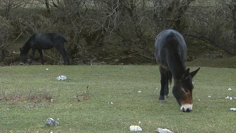 Mule that grazes Video stock 105227522
