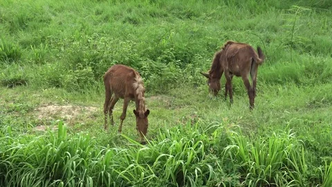 Mule grazing in the field. Stock Footage 77687384