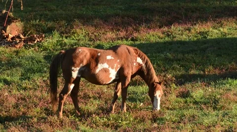 Mule grazing Vidéo 64825691
