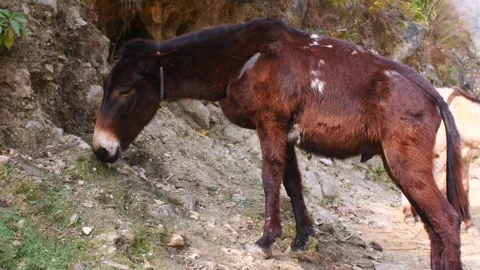 Mule grazing Stock Footage 170754439