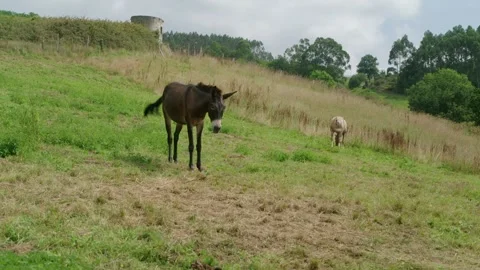 Mule Grazing in Foreground Reveals Brown Mare Stock Footage 313480324