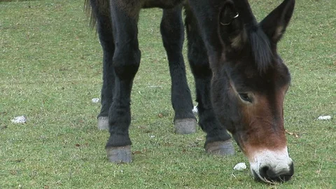 Mule grazing the grass Stock Footage 89450417