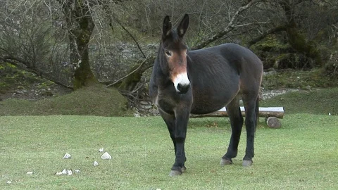 Mule grazing the grass Stock Footage 89476308