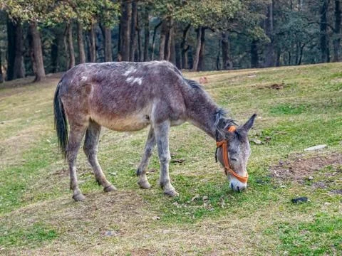 Mule grazing grass Stock Photos