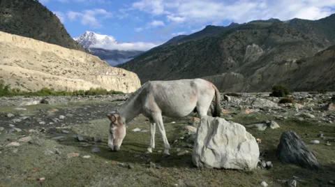 A mule grazing in the himalayas. 스톡 동영상 31811408