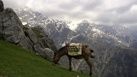 Mule grazing on mountain slope Video stock 97810402