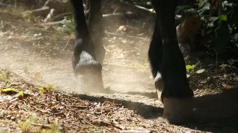 Mule hooves walking along path Stock Footage 81124214