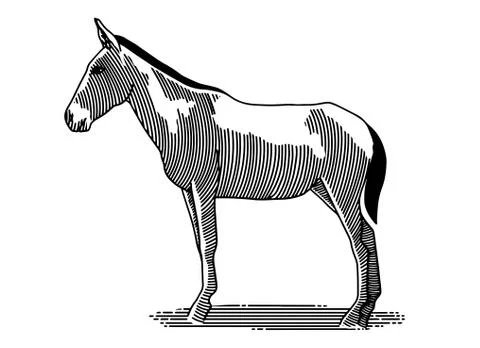 Mule Stock Illustration