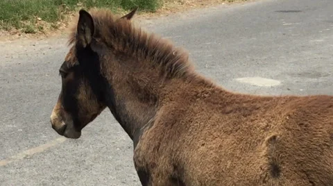 Mule Meets Technology Video stock 47826189