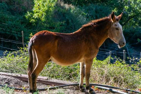Mule, a mixture of donkey and mare, sterile animal highly appreciated in the  Stock Photos