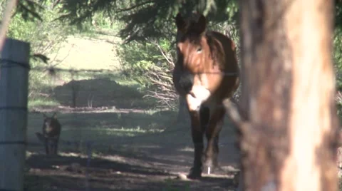 Mule moves through trees to corral- slow motion w/ dog Stock Footage 41636649