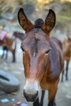 A mule or donkey Stock Photos