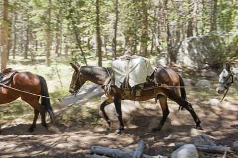 Mule Pack Train Stock Photos