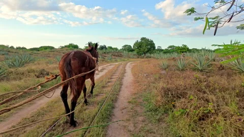 A mule pulls a trolley past agave fields at sunset Stock Footage 343951429