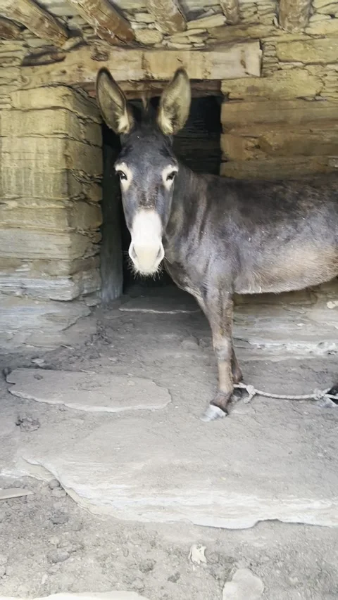 Mule Resting in Old Stone Shelter in Greece Stock Footage 336965067