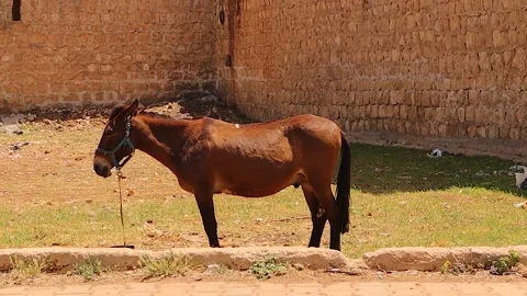 Mule showing its structure and form, produced by crossbreeding donkey and horse Stock Footage 318894794