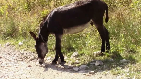 Mule sniffing rocks on the side of a road Stock-Footage 55037087
