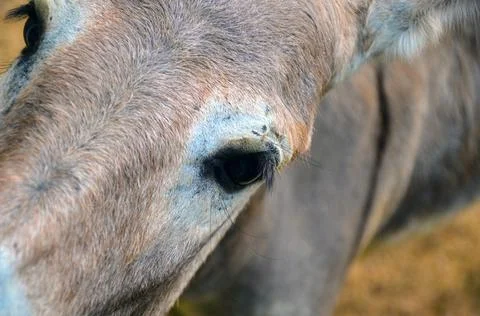 Mule standing close and looking at the camera Stock Photos