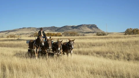 Mule team approaches camera on fall day driven by older farmer in Montana Stock Footage 121082874