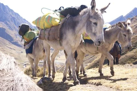 Mule train, carrying loads Stock Photos